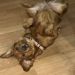 Golden Retriever Puppies from Graceful Goldens