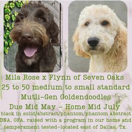 TBD - Parti male Goldendoodle puppy in Scurry, Texas from 07 Seven Oaks Goldens and Doodles