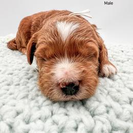 Orion - Red  male Goldendoodle puppy in Sunman, Indiana from Brunsman Country Doodles LLC