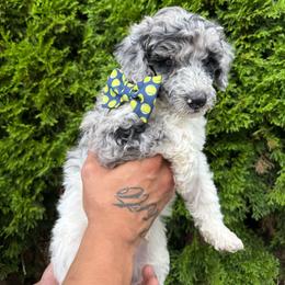 Spruce - Parti male Poodle puppy in Longview, Washington from Evergreen Miniature Poodles