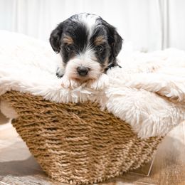 Black - Black tri-color male Aussiedoodle puppy in Slc, Utah from Timp Doodles