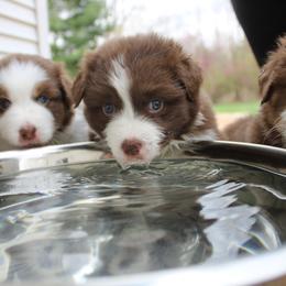 Australian Shepherd Puppies from Starlit Grove Australian Shepherds
