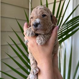 Cinnamon - Apricot male Goldendoodle puppy in Easley, South Carolina from Our Darling Doodles