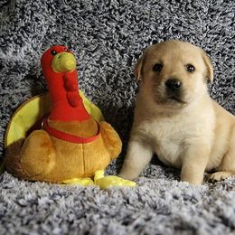 Labrador Retriever Puppies from Rycroft Labradors