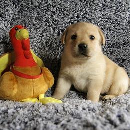 Labrador Retriever Puppies from Rycroft Labradors
