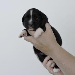 Chaplin - Black & white male Miniature Australian Shepherd puppy in White Oak, Texas from Triple Lake Ranch Miniature Australian Shepherds