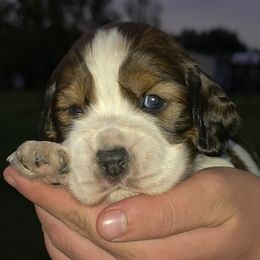Bruce - Black white and tan male English Springer Spaniel puppy in Florida from Thunderbird Springers