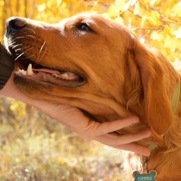 Goldendoodles from Golden's On The Rocks