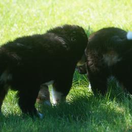 Bernese Mountain Dog Puppies from Lonesome Pine Farm