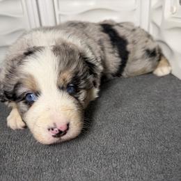 Boy 3-Blue Merle - Blue merle male Australian Shepherd puppy in Mayfield, Kentucky from Hamilton Farms