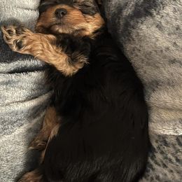 Yorkshire Terriers from The Yorkie Den, LLC