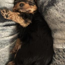 Yorkshire Terriers from The Yorkie Den, LLC
