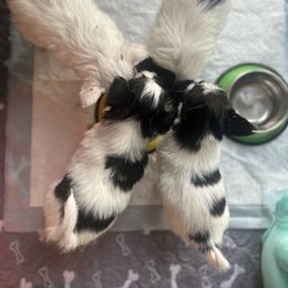Papillon Puppies from ANTON KOTLJAROV