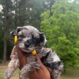 Boy1 - Merle male Yorkipoo puppy in Louisburg, North Carolina from Nell’s Adorable Yorkshire’s