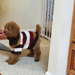 Poodle All Grown Up from Silver Moon Poodles