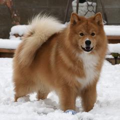 Finnish Lapphunds from NordicSol Finnish Lapphunds