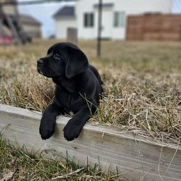 Labrador Retriever Puppies from Walnut Creek English Labs