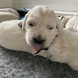 Golden Retriever Puppies from Fortunes Golden Retriever