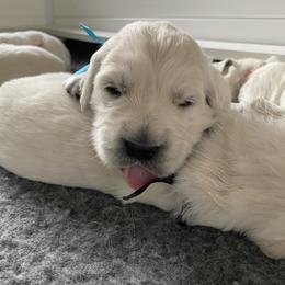 Golden Retriever Puppies from Fortunes Golden Retriever