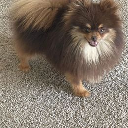 Polo - Pomeranian