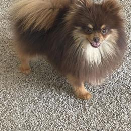 Polo - Pomeranian