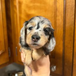 Clark (Black and Tan Dapple) - Dapple male Dachshund puppy in Tyrone, Pennsylvania from Hickory Hollow Dachshunds