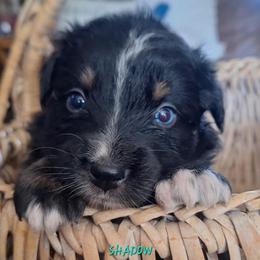 SHADOW-btm - Black tri-color male Australian Shepherd puppy in Salem, Arkansas from Patchwork Kennels