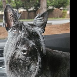 Zazil - Scottish Terrier