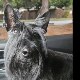 Zazil - Scottish Terrier