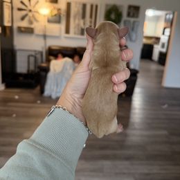 Girl 1 - Red female Dachshund puppy in Stamford, Texas from West Texas Miniature Dachshunds