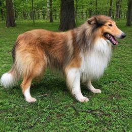 Legend - Collie