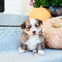 Bones - Red male Pembroke Welsh Corgi puppy in Mona, Utah from Sorensen Corgis