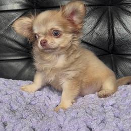 Isabella - Fawn female Chihuahua puppy in Lucas, Texas from Sugar Cookie Chihuahuas