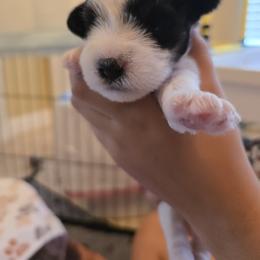 Nora - Parti female Miniature Schnauzer puppy in Winter Haven, Florida from The Blue Eyed Schnauzer