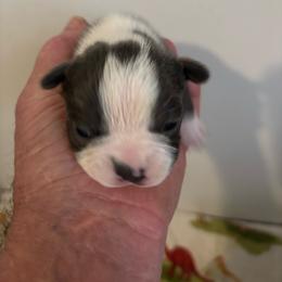 Puppy 1 - Blue male Boston Terrier puppy in Howell, New Jersey from Bill's Baby Bostons
