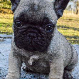 French Bulldog Puppies from Divine Kennels