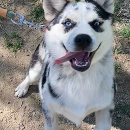 Valentine - Merle Pomsky puppy in Prescott, Arizona from Preskitt Pomskies