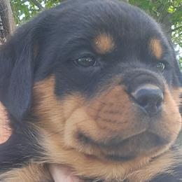 Girl 4 - Black and mahogany female Rottweiler puppy in De Witt, Iowa from Irish Eyes Kennels