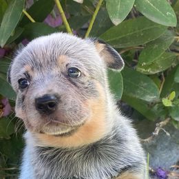 Doritos - Blue female Australian Cattle Dog puppy in Athol, Idaho from Sage Creek Australian Cattle Dogs