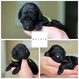 Sylvie - female Golden Mountain Doodle puppy in Chester, South Carolina from Carolina Golden Mountain Doodles