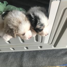 Australian Shepherd Puppies from Susquehannock Aussies