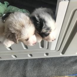 Australian Shepherd Puppies from Susquehannock Aussies