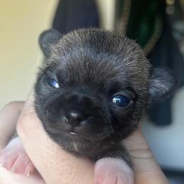 Nova - Black sabled fawn female Chihuahua puppy in New Castle, Delaware from Sasha’s Elite Kennel LLC