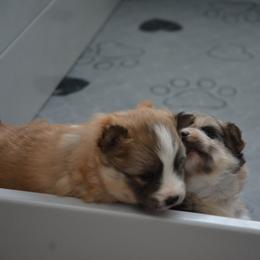 Pomsky Puppies from Pomskies of Vermont