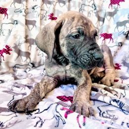 Boy 2 - Brindle Great Dane puppy in Wisconsin from Starry Night Great Danes