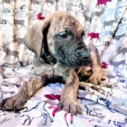 Boy 2 - Brindle Great Dane puppy in Wisconsin from Starry Night Great Danes