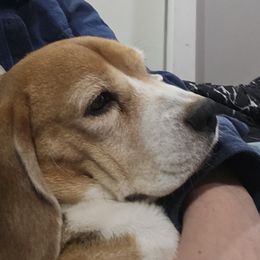Hope - Beagle