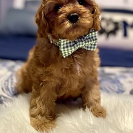 Cavapoo, Cockapoo, and Poodle Puppies from Benji’s Cockapoos