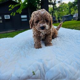 Mr. Gregory Bridgerton - Brown white and tan male Cockapoo puppy in Piedmont, Oklahoma from Perdue Puppies