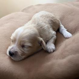 Cupid - Gold male Havanese puppy in Cadwell, Georgia from Hashtag Havenese